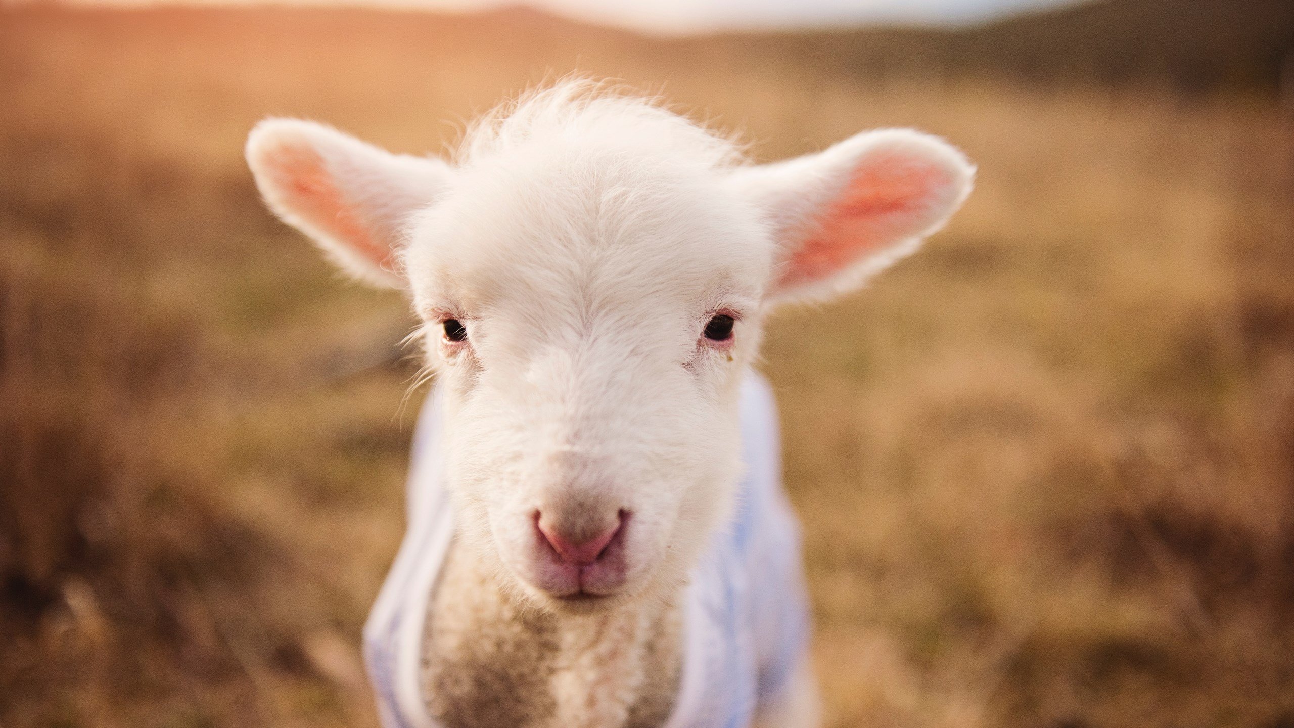 五大联赛是否提倡中前场球员持球强度训练应对逼抢，足球中场前锋