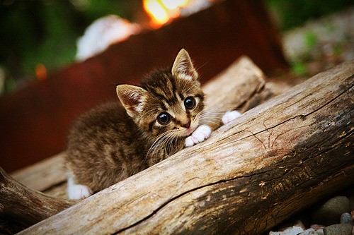 新加坡乒乓未来展望:如何强化体能训练提升比赛胜率,新加坡乒乓球队