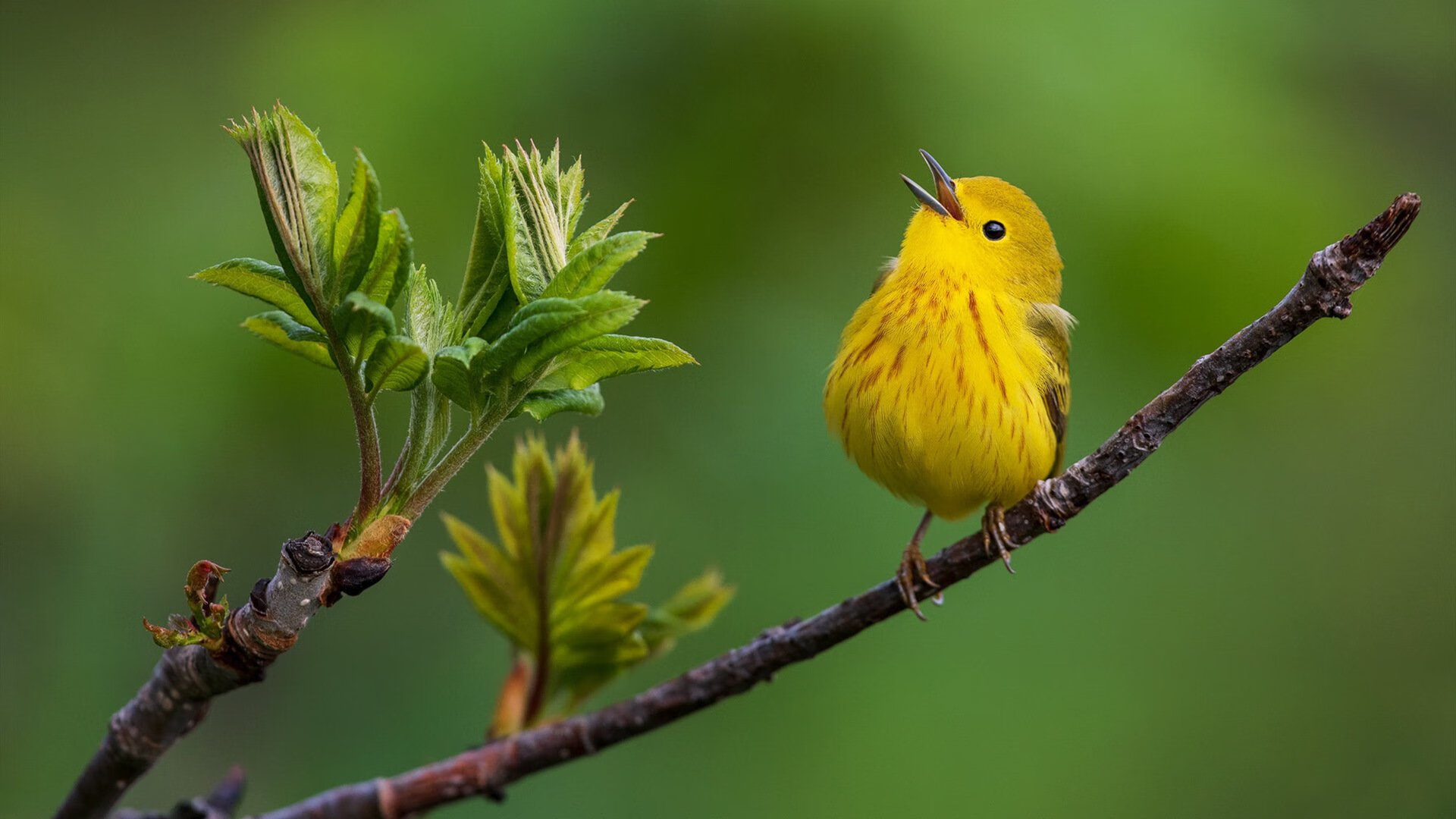 MILANSPORT入口-2026世界杯：新一代智能装备助力球员极限发挥！，2026年世界杯参赛队伍