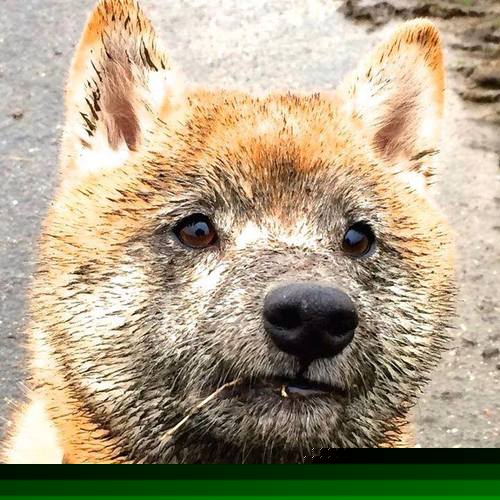 AC米兰-中国队屡战不振暴露青训体系与比赛经验不足，中国青训水平