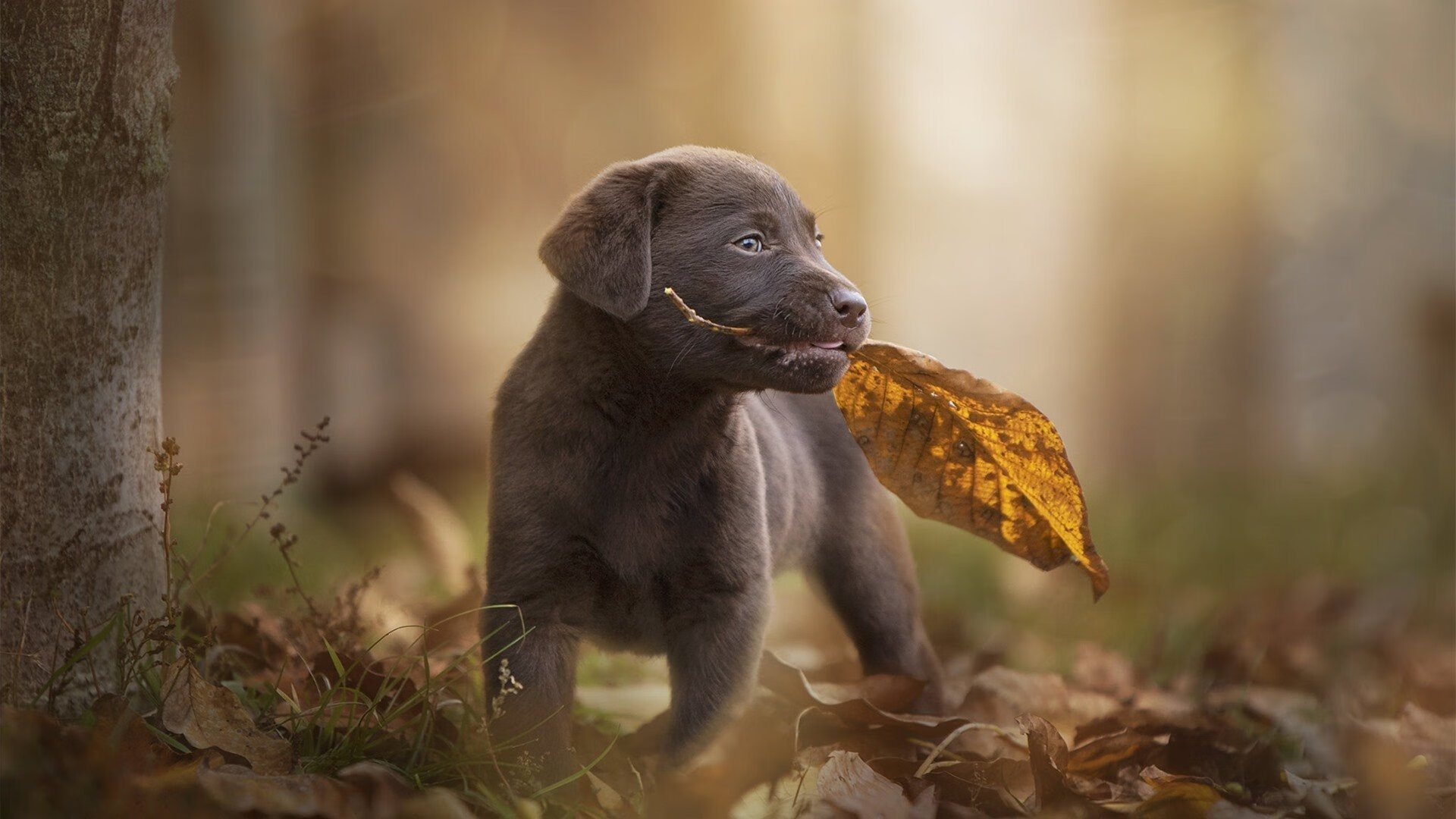 乔治加强三分训练提升外线威胁力,乔治训练集锦