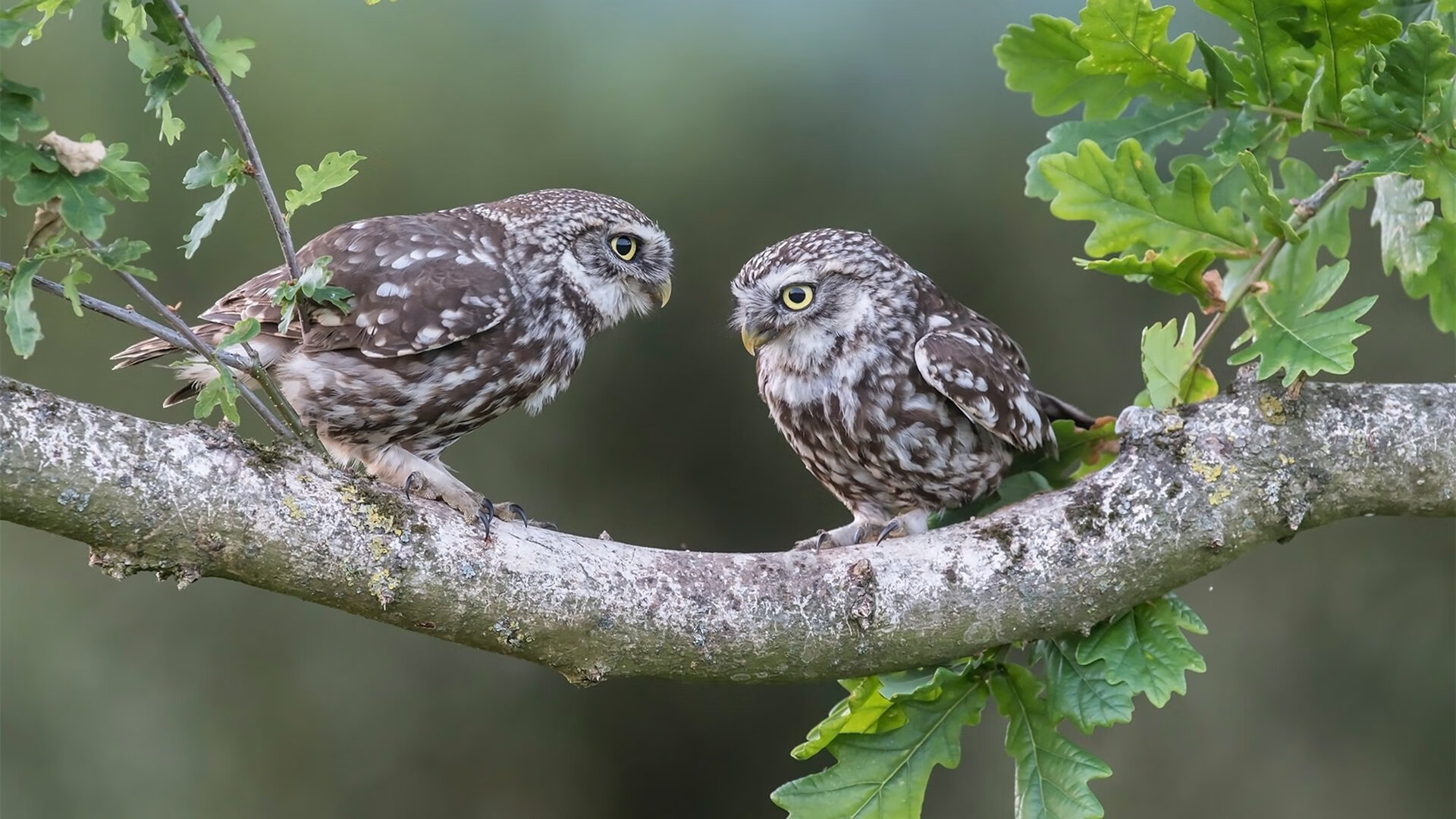 米兰体育APP-德甲比赛中的VAR使用效果评估，足球比赛var使用规则