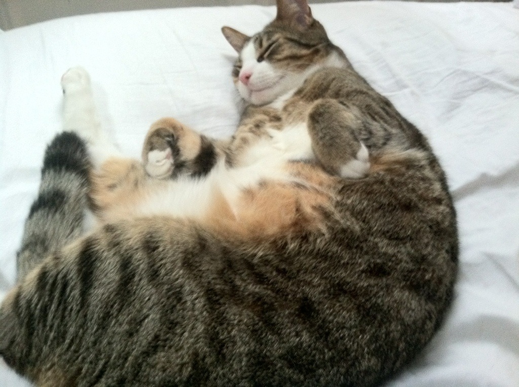 AC米兰-水球南非女队战术布置果断清晰，南非女子水球