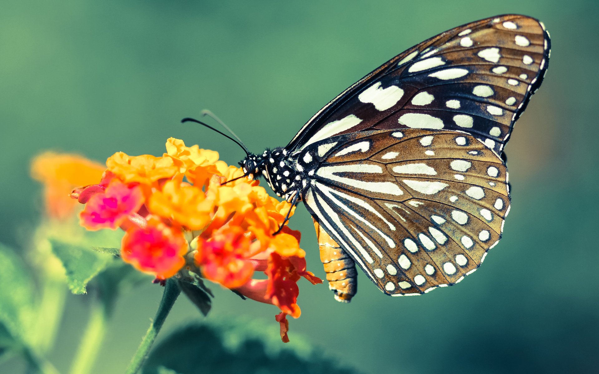 法甲年青巨星:未来之路无限光明!,法甲2020到2021赛季